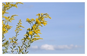 Fine Art Giclee Print - 'Blue Skies and Goldenrod'