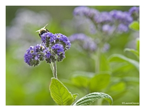 Fine Art Giclee Print - 'Heliotrope at Monticello'