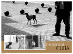 Dogs of Cuba Poster