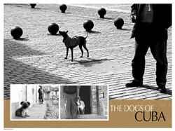 Dogs of Cuba Poster