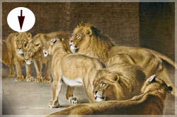 How to Cope with Lions (Download)