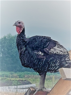 <span style="color: red">11/18 & 11/19</span> - Turkey Signup and Deposit - Medium (15-19lbs)