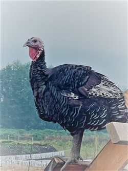 <span style="color: red">11/18 & 11/19</span> - Turkey Signup and Deposit - Small (10-14lbs)