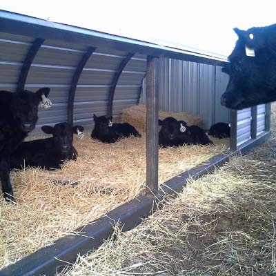 Calf Shelter Common Sense