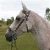 S Hackamore Bridle Combo For Sale!