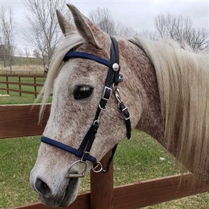 Trail Bridle - 1 Piece Nose Band for Sale!
