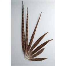 English Ringneck Pheasant Tails 14"-16" (100 Pieces Per Order)