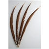 Golden Pheasant Tails Center 20"-30"