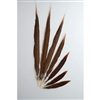 Golden Pheasant Tails 20"-30" Side