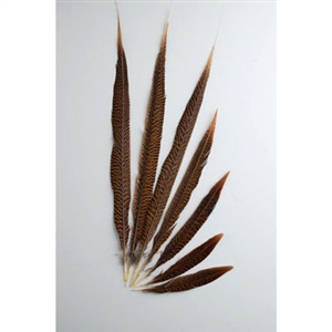 Golden Pheasant Tails 20"-30" Side