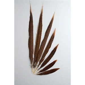 Golden Pheasant Tails 16"-20" Side