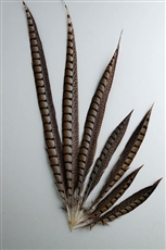 Lady Amherst Pheasant Tails 30"-40" Side