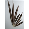 Lady Amherst Pheasant Tails 20"-30" Side