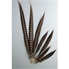 Lady Amherst Pheasant Tails 04"-10" Side