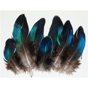 Peacock Mini Blue Wings