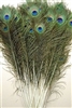 Peacock Tails 30"-35"