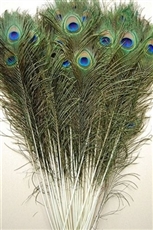 Peacock Tails 35"-40"