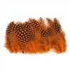 Guinea Plumage 1"-5"