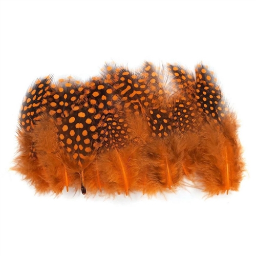 Guinea Plumage 1"-5"