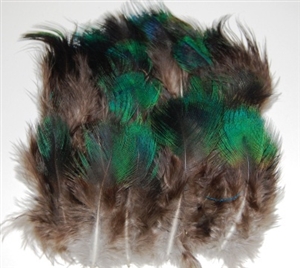 Peacock Plumage - Natural Black