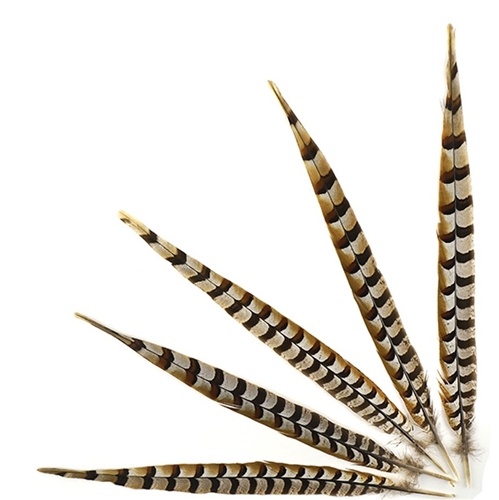 Reeves Pheasant Tails 55"-60''