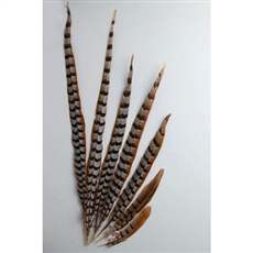 Reeves Pheasant Tails 50"-60"