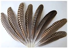 Peacock Quills - Natural