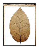 "Leaf", Allan Baillie Fine Art Giclee