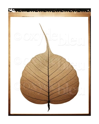 "Bodhi Leaf", Allan Baillie Fine Art Giclee