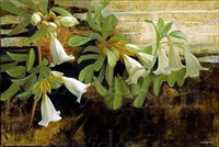 "Datura, Large", Botanical Giclee by Sherry Loehr