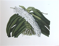 Orchid Aerides William sii., Vintage Botanical Print