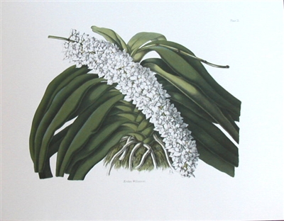 Orchid Aerides William sii., Vintage Botanical Print