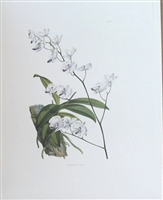 Orchid Phalaenopsis Lowii Print