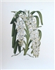 Orchid Print Aerides Nobile