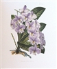 Orchid Phalaenopsis Schilleriana Lithographic Print