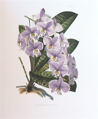 Orchid Phalaenopsis Schilleriana Lithographic Print