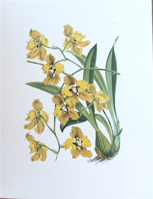 Yellow Orchid I Botanical Print