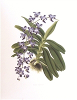 Orchid Aerides Crassifol Lithographic Print