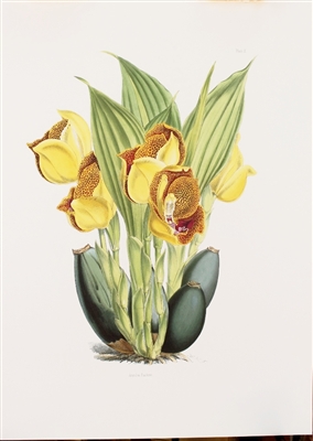 Orchid Anguloa Ruckeri Lithographic Print