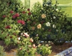 "Rose Garden", Martha Saudek Oil Painting