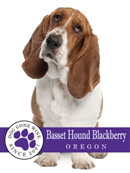 Basset Hound Blackberry