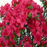 Evergreen azalea hino crimson