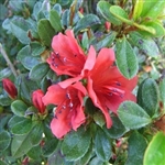 Evergreen Azalea Red Fountain