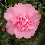 Camellia williamsii hybrid Mary Phoebe Taylor