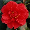 camellia japonica Adolphe Audusson