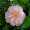 Camellia sasanqua Agnes O. Solomon