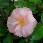 Camellia sasanqua Agnes O. Solomon