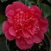 camellia williamsii hybrid Anticipation