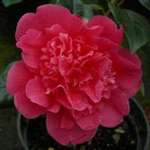 camellia williamsii hybrid Anticipation