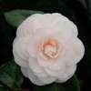 camellia japonica Ave Maria
